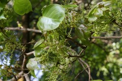 Bischofia javanica